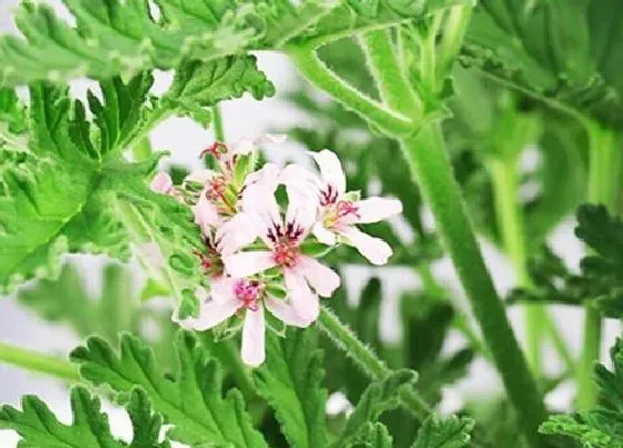 植物常识问题|夏季天竺葵怎么养护还能狂猛生长一波