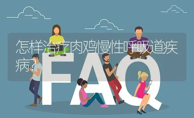 怎样治疗肉鸡慢性呼吸道疾病? | 养殖问题解答