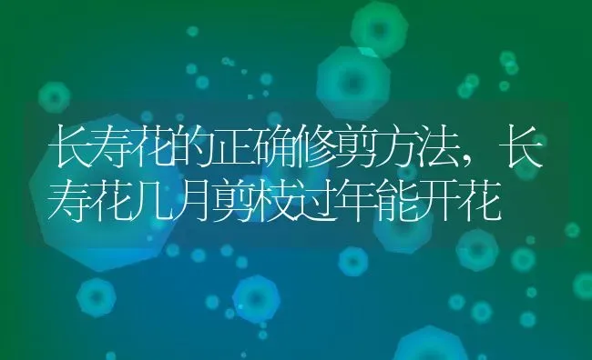 长寿花的正确修剪方法,长寿花几月剪枝过年能开花 | 养殖常见问题
