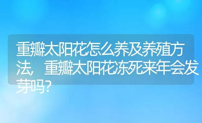 重瓣太阳花怎么养及养殖方法,重瓣太阳花冻死来年会发芽吗？ | 养殖常见问题