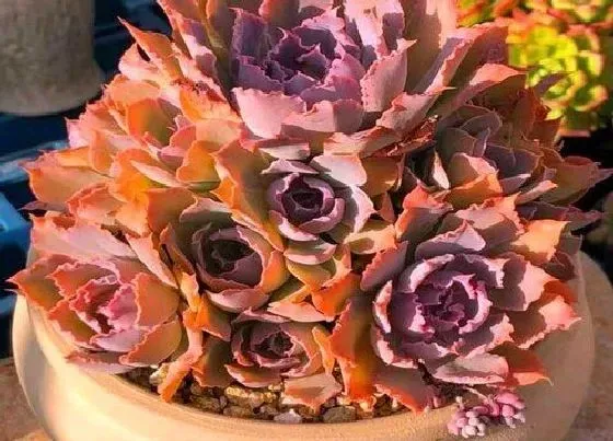 植物常识问题|多肉生长慢基本不长的原因有哪些