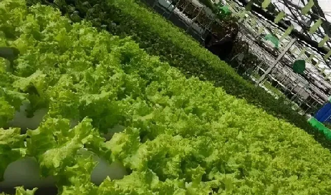 植物常识问题|无土栽培技术与管理条件