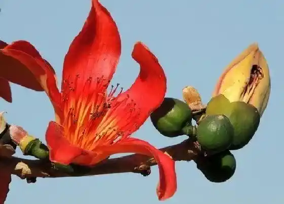 植物常识问题|木棉花能吃吗怎么吃 木棉花的功效与作用