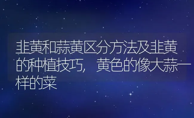 韭黄和蒜黄区分方法及韭黄的种植技巧,黄色的像大蒜一样的菜 | 养殖常见问题