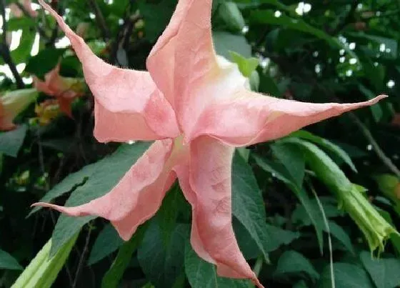 植物常识问题|十大诅咒之花（冥界花语含义代表诅咒的花及图片）