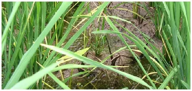 野荸荠用什么除草剂 | 农业问题