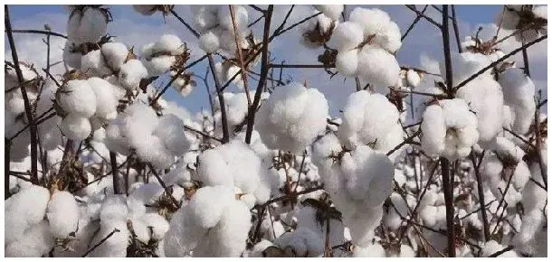 棉花原产地是哪个国家 | 农业问题