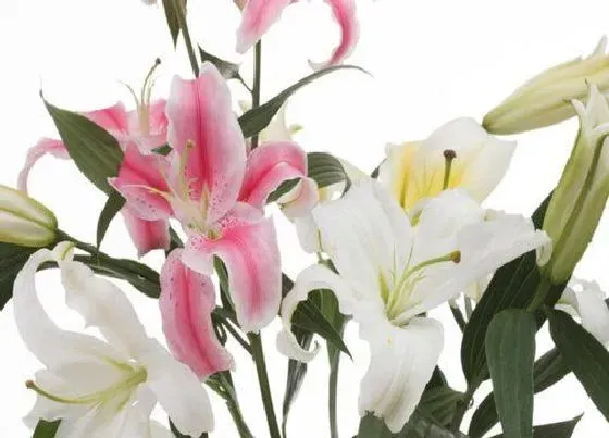 植物常识问题|为什么家里不能养百合花 百合花适合在家里养吗