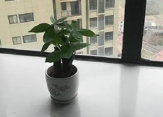 植物常识问题|春季养护发财树都有哪些技巧呢