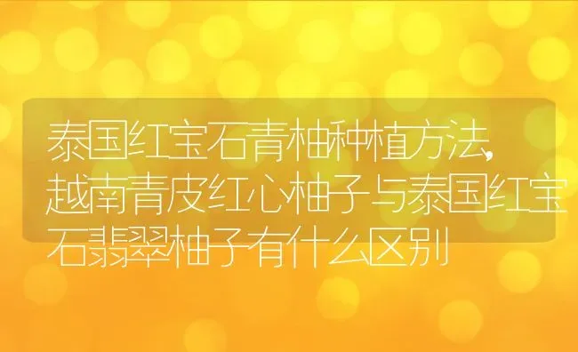 泰国红宝石青柚种植方法,越南青皮红心柚子与泰国红宝石翡翠柚子有什么区别 | 养殖常见问题