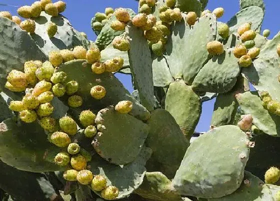 植物常识问题|仙人掌开花结果是什么样子