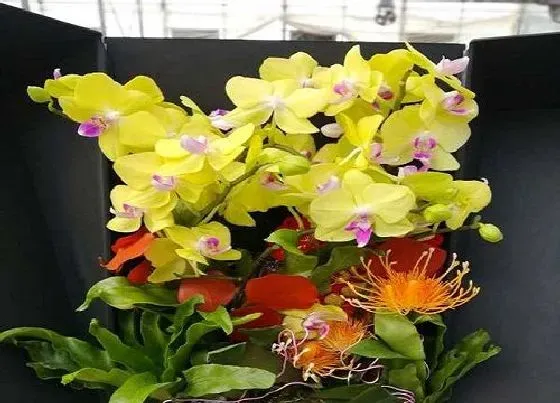植物常识问题|蝴蝶兰花苞比较少的原因