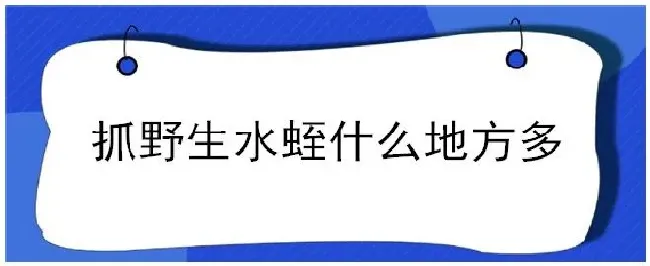 抓野生水蛭什么地方多 | 农业常识