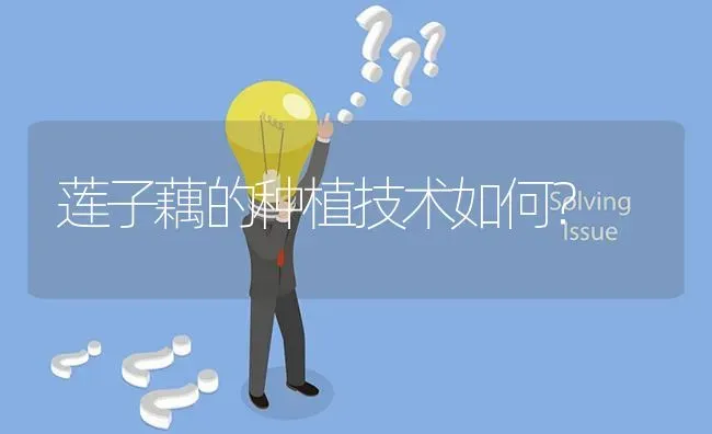 莲子藕的种植技术如何? | 养殖问题解答