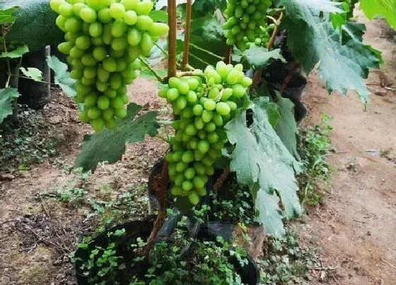 植物常识问题|家门口种什么树最好最旺财 门前栽什么树风水好又招财