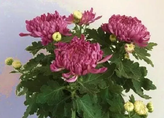 植物常识问题|家养的菊花开花小的原因及正确养殖方法