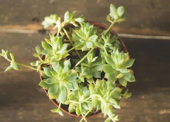 植物常识问题|多肉出现小尾巴要怎么处理