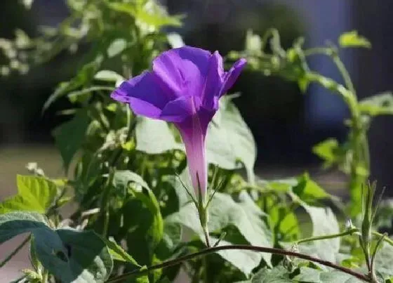 植物常识问题|牵牛花好养活吗