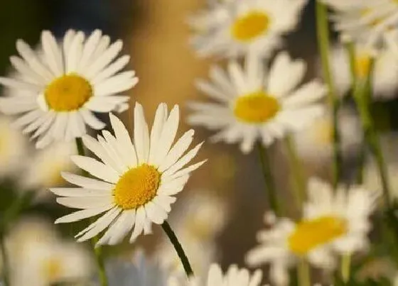 植物常识问题|菊花象征着什么意义