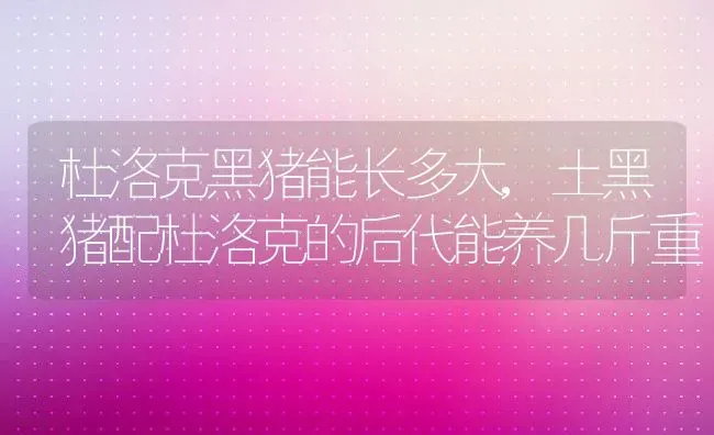 杜洛克黑猪能长多大,土黑猪配杜洛克的后代能养几斤重 | 养殖常见问题