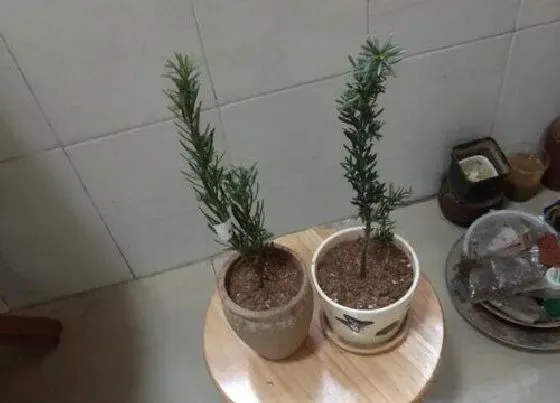 植物常识问题|红豆杉的修剪与扦插的方法