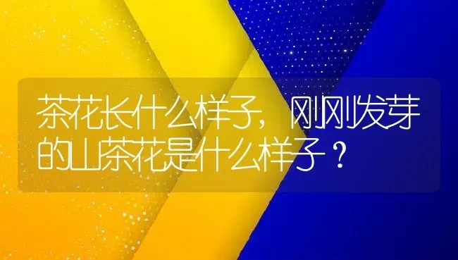 茶花长什么样子,刚刚发芽的山茶花是什么样子？ | 养殖常见问题