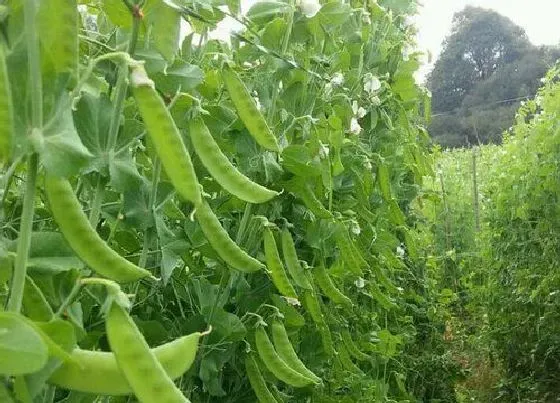 植物常识问题|豌豆什么时候播种子的 种植豌豆尖的最佳时间