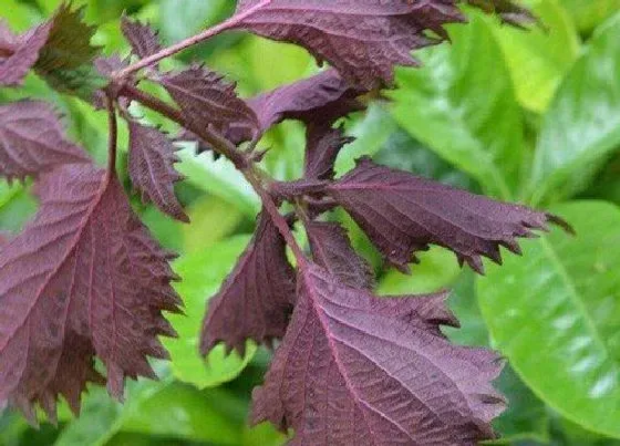 植物常识问题|介绍一种功效十分强大的植物——紫苏