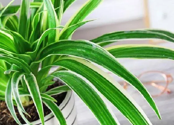 植物常识问题|吊兰如何修剪长得精致