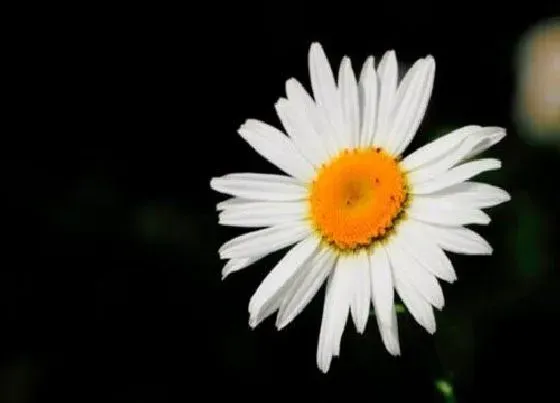 植物常识问题|菊花象征着什么意义