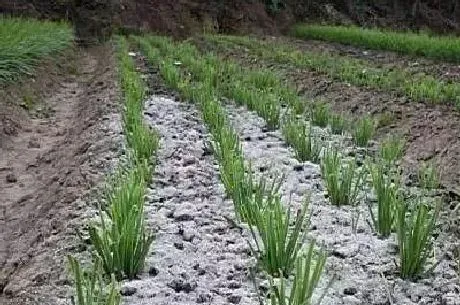 植物常识问题|韭菜割掉后能用草木灰盖上吗（种韭菜为什么撒草木灰）