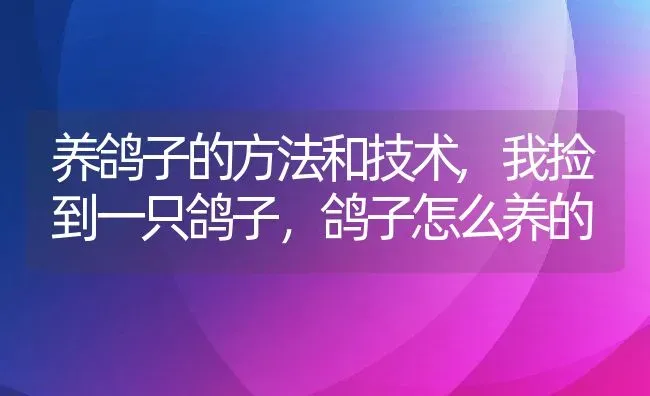 养鸽子的方法和技术,我捡到一只鸽子，鸽子怎么养的 | 养殖常见问题