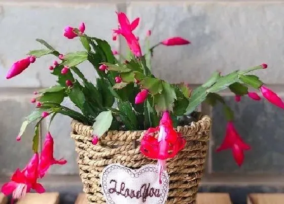 植物常识问题|蟹爪兰扦插苗在秋季怎么养护