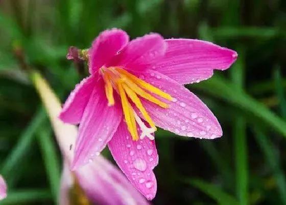 植物常识问题|风雨兰为什么只长叶子不开花 不开花原因及解决方法