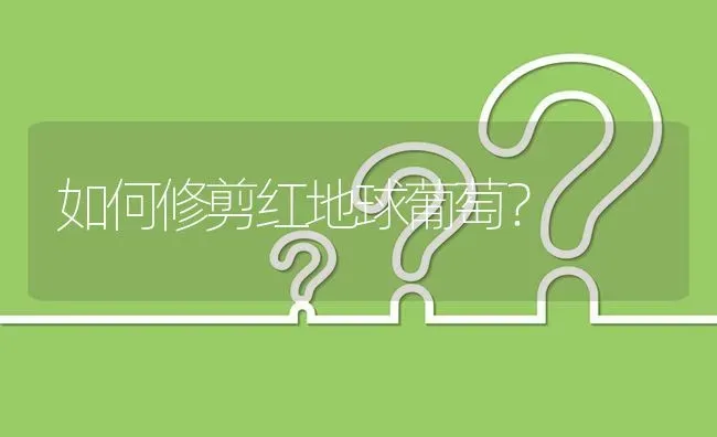 如何修剪红地球葡萄? | 养殖问题解答