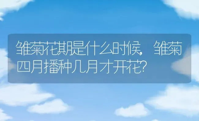雏菊花期是什么时候,雏菊四月播种几月才开花？ | 养殖常见问题