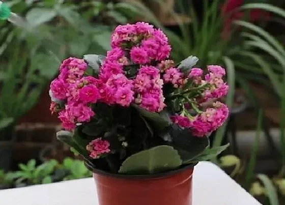植物常识问题|冬天长寿花要怎么养护更好更多的开放花朵