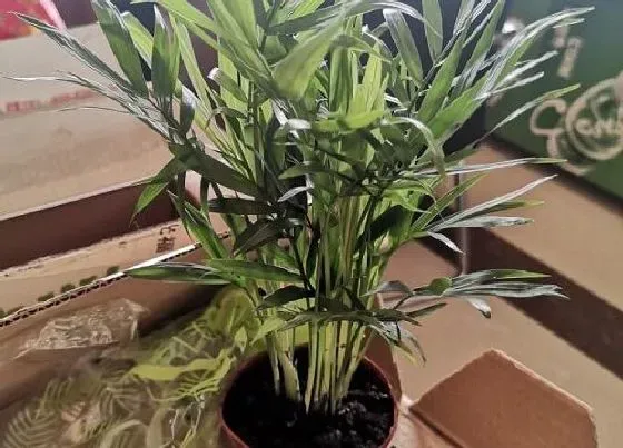 植物常识问题|袖珍椰子施什么肥不会黄叶