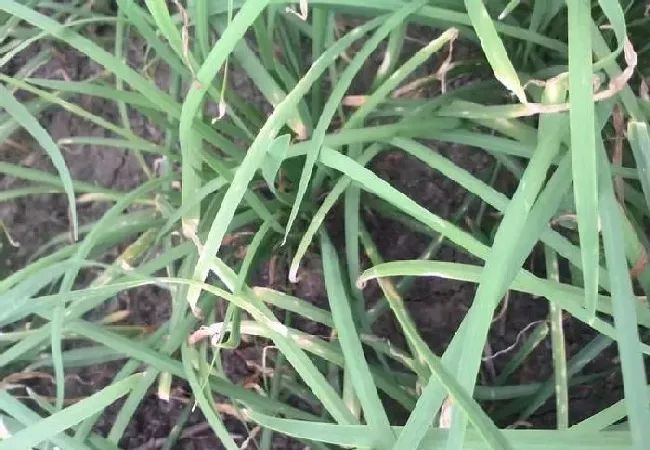 植物常识问题|韭菜黄叶是什么原因引起的（韭菜枯萎黄叶防治措施）