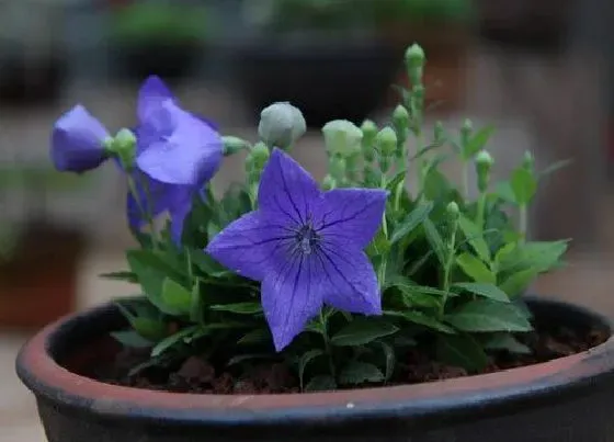 植物常识问题|牵牛花好养活吗