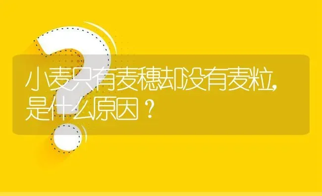 小麦只有麦穗却没有麦粒,是什么原因? | 养殖问题解答