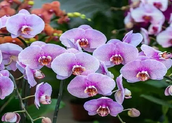 植物常识问题|蝴蝶兰花苞比较少的原因
