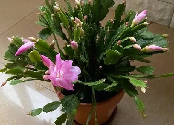 植物常识问题|蟹爪兰扦插苗在秋季怎么养护