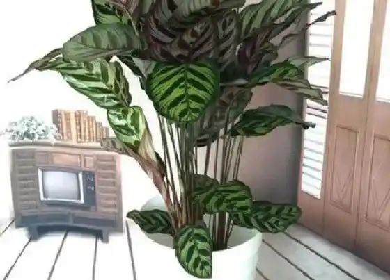 植物常识问题|猫眼竹芋干尖黄叶的原因