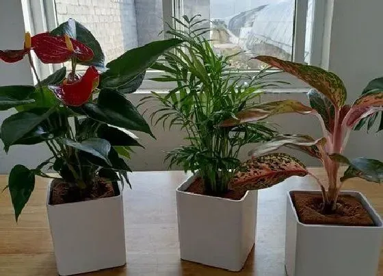 植物常识问题|袖珍椰子施什么肥不会黄叶