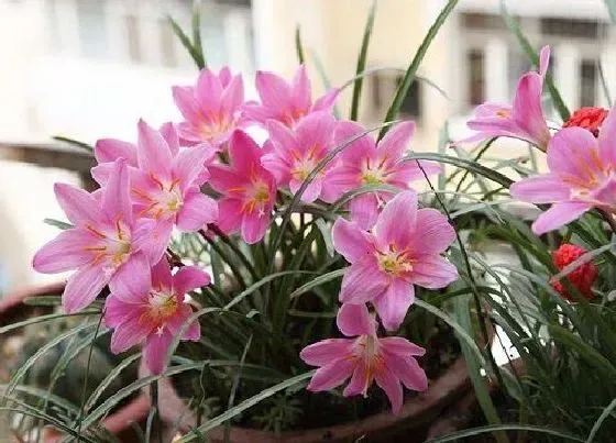 植物常识问题|风雨兰为什么只长叶子不开花 不开花原因及解决方法