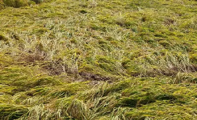 植物常识问题|防止水稻倒伏的主要措施（水稻倒伏是什么原因导致的）