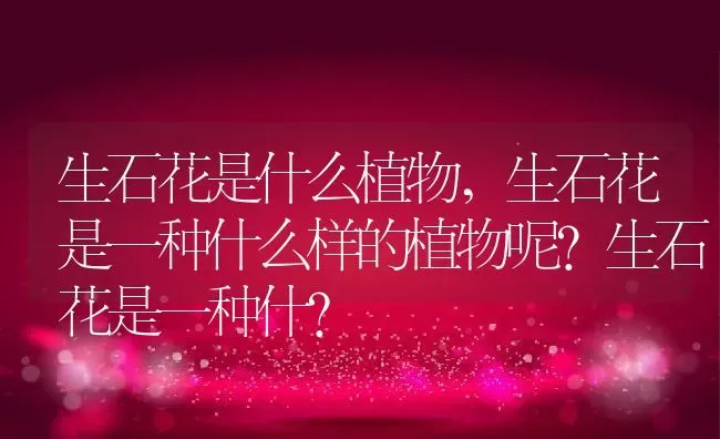 生石花是什么植物,生石花是一种什么样的植物呢？生石花是一种什？ | 养殖常见问题