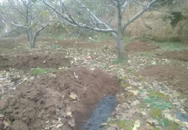 植物常识问题|苹果树寿命一般多长时间（苹果树最长生命年限影响因素）