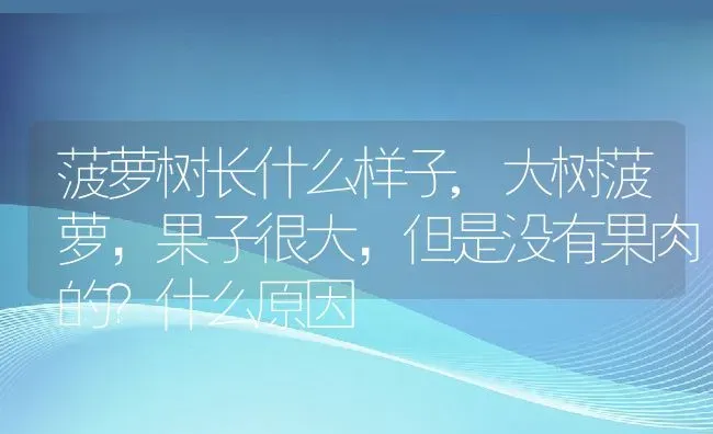 菠萝树长什么样子,大树菠萝，果子很大，但是没有果肉的？什么原因 | 养殖常见问题